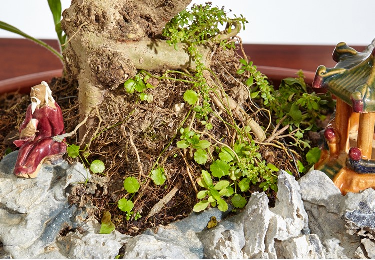 山紫甲石景，姿態(tài)萬千盆景藝術！