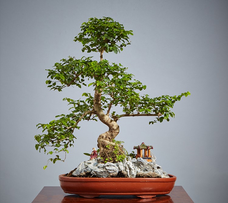 山紫甲石景，姿態(tài)萬千盆景藝術！