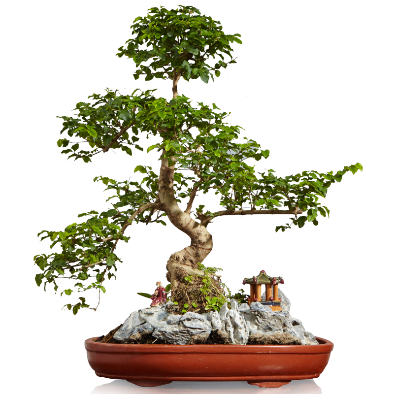 山紫甲石景，姿態(tài)萬千盆景藝術！