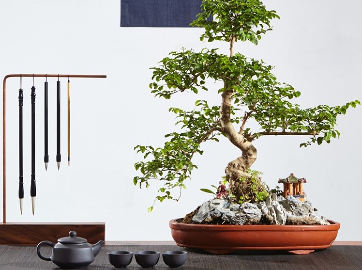 山紫甲石景，姿態(tài)萬千盆景藝術！