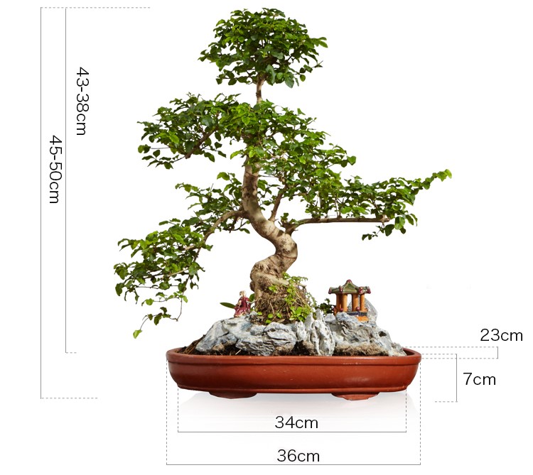 山紫甲石景，姿態(tài)萬千盆景藝術！