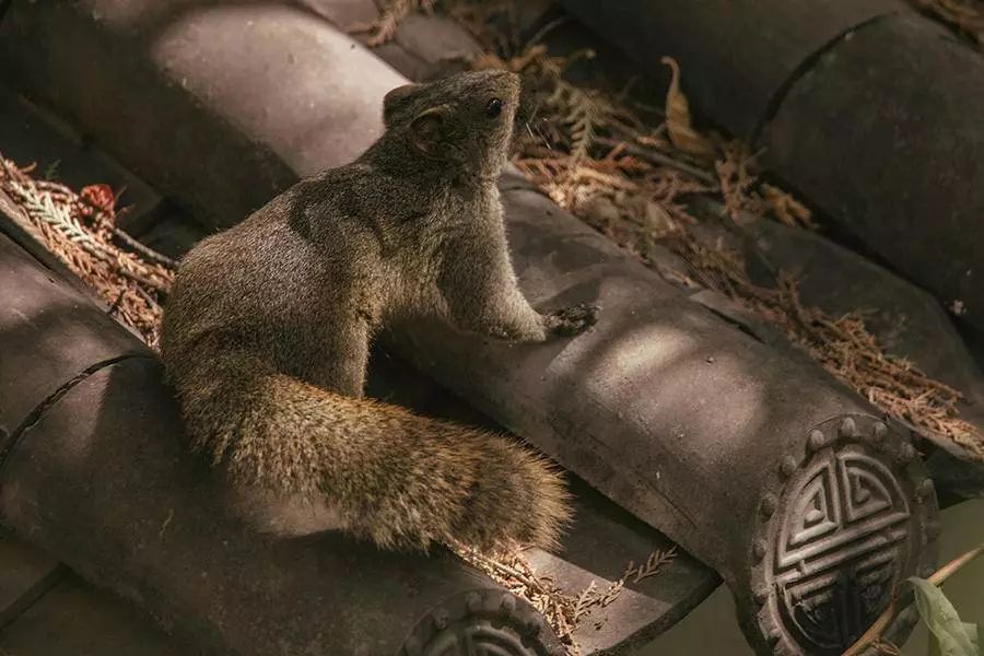 麗江·白馬里，千年古城化作最美背景
