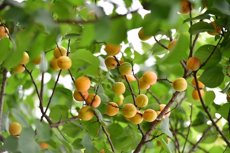 南京·悠然客棧，一方小院一杯清茶一段美好時光