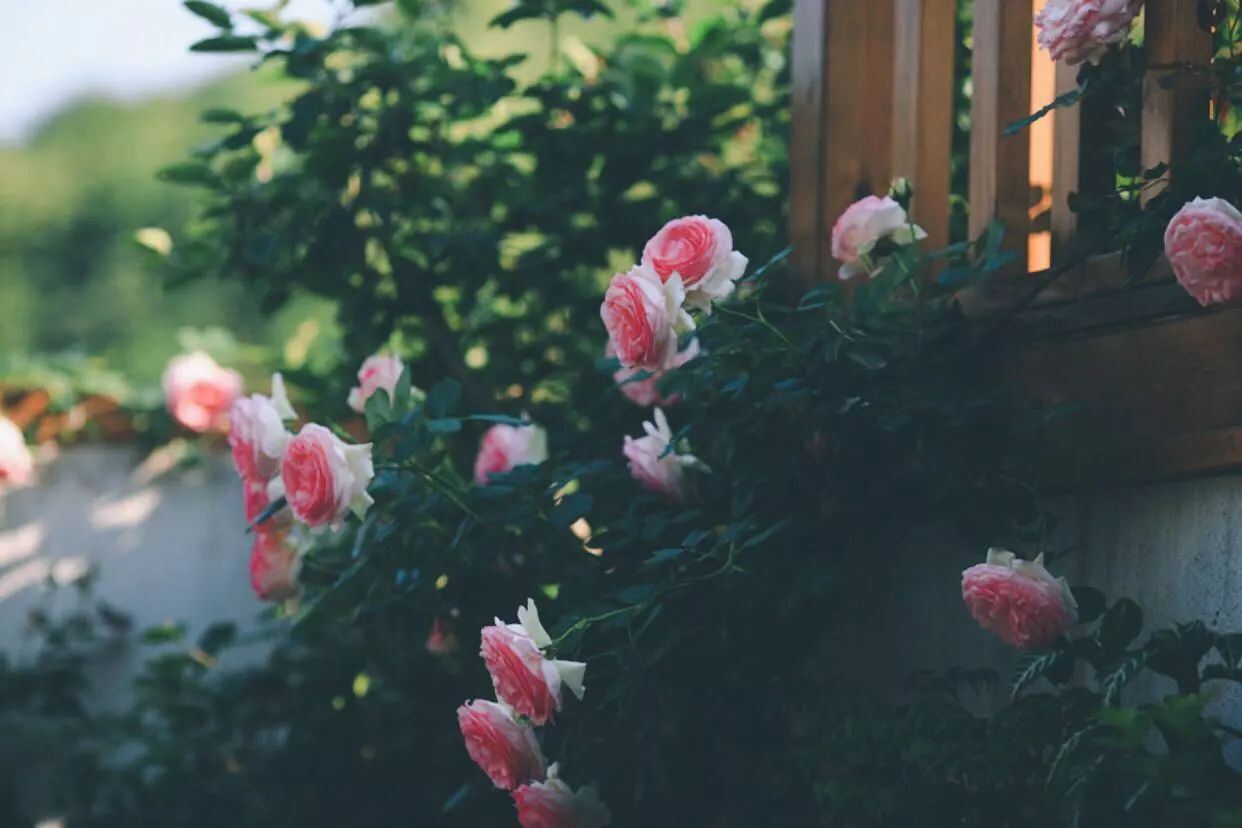 南京·悠然客棧，一方小院一杯清茶一段美好時(shí)光