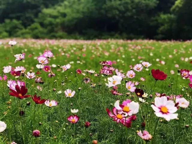 南京·悠然客棧，一方小院一杯清茶一段美好時光