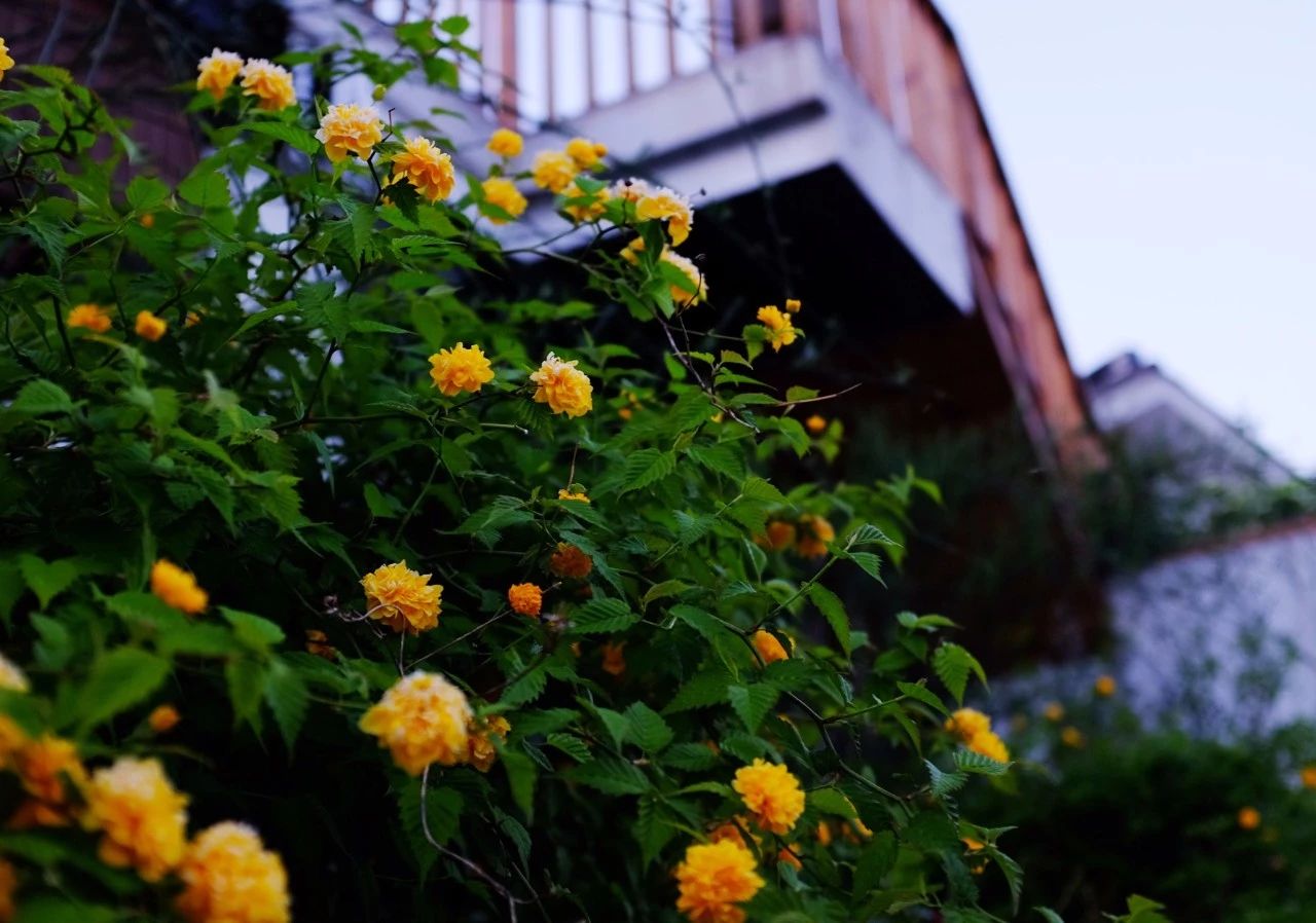 南京·悠然客棧，一方小院一杯清茶一段美好時(shí)光