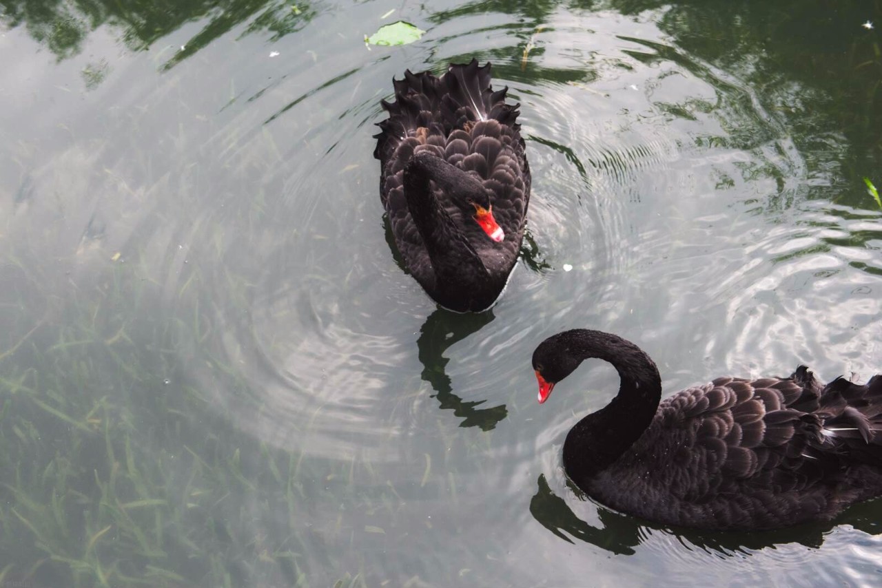杭州·水墨蓉莊，保持一副獨(dú)立于塵世之外面孔