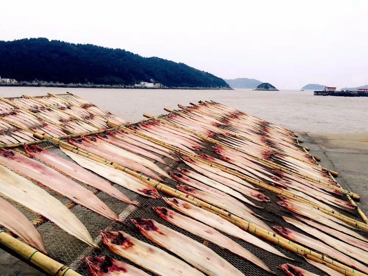 青島·桑吉爾多，把桑吉爾多的民謠帶進(jìn)來(lái)