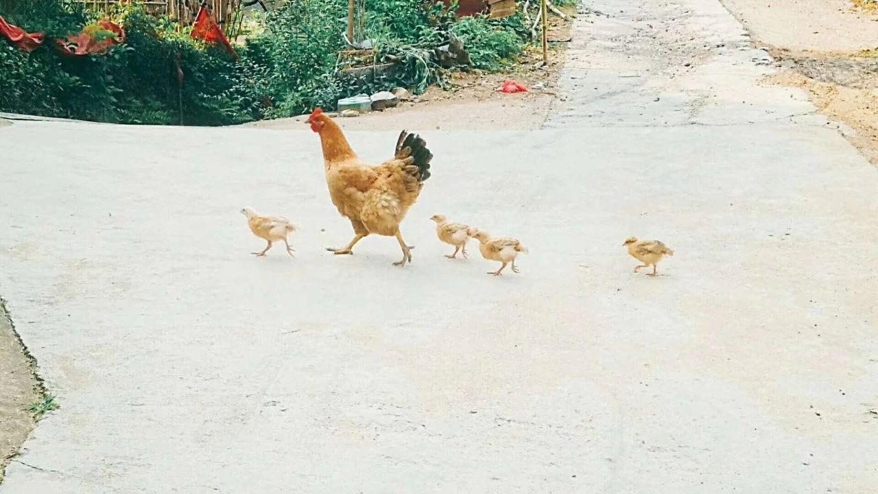 莫干山·玖悅度假酒店，沉浸在風景里