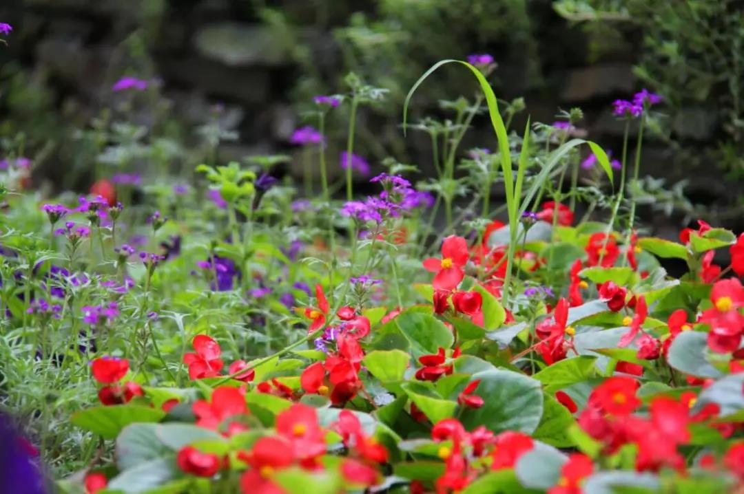 繞行東湖景區(qū)游玩攻略:武漢這么大多出去看看