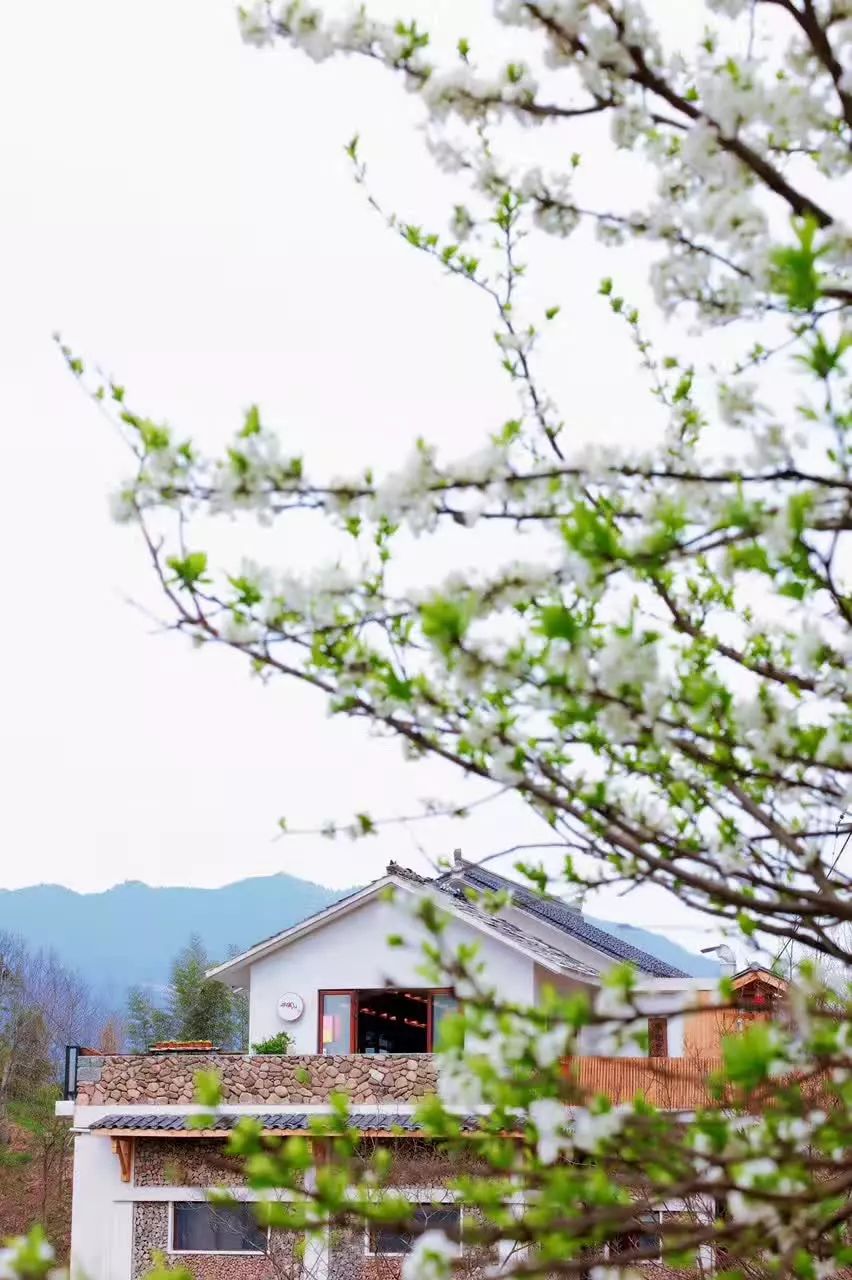 杭州·相見茶舍，若無相欠怎會相見