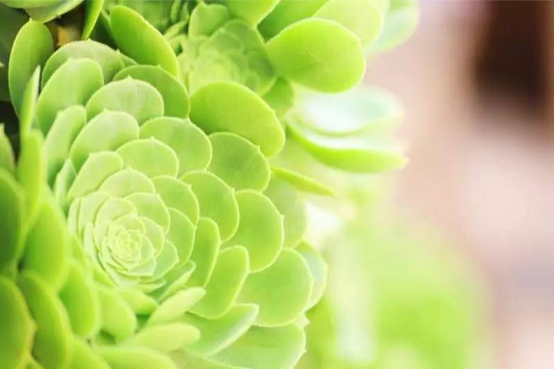 花田月舍·五月，最好的年紀(jì)找到內(nèi)心的歸屬感