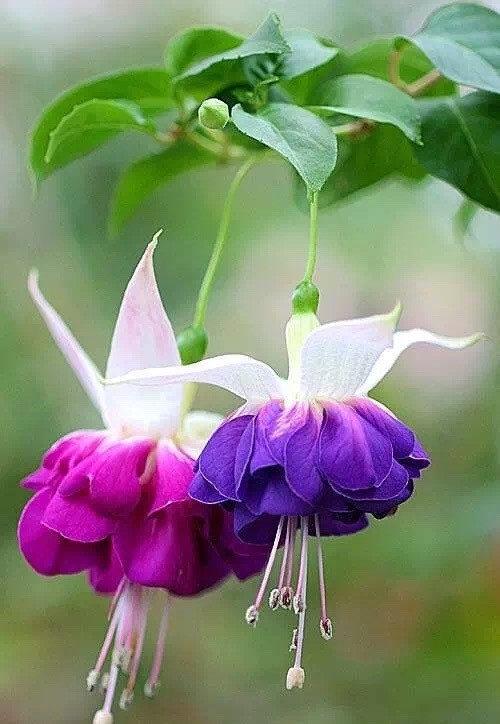 唯美風(fēng)景圖片：世界上最美倒掛金鐘花！