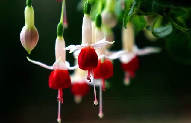 唯美風(fēng)景圖片：世界上最美倒掛金鐘花！