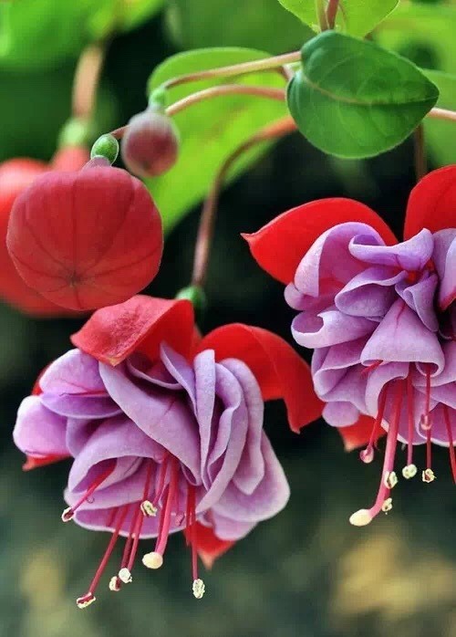 唯美風(fēng)景圖片：世界上最美倒掛金鐘花！