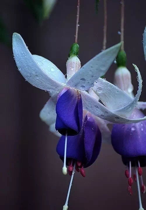 唯美風(fēng)景圖片：世界上最美倒掛金鐘花！