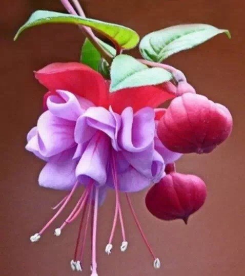 唯美風(fēng)景圖片：世界上最美倒掛金鐘花！