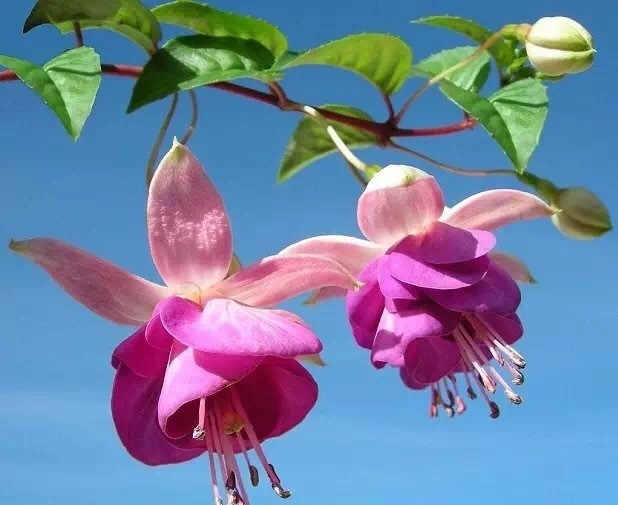 唯美風(fēng)景圖片：世界上最美倒掛金鐘花！