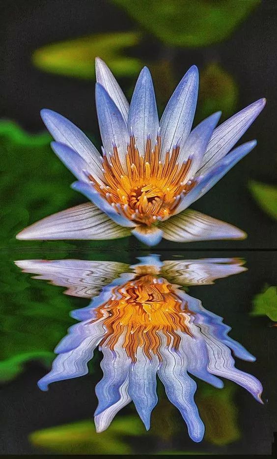 蓮花風景攝影：我愿為蓮守一池清水