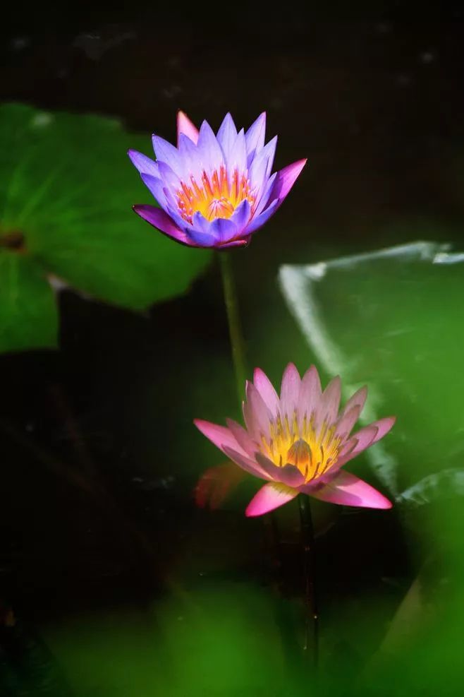 蓮花風景攝影：我愿為蓮守一池清水