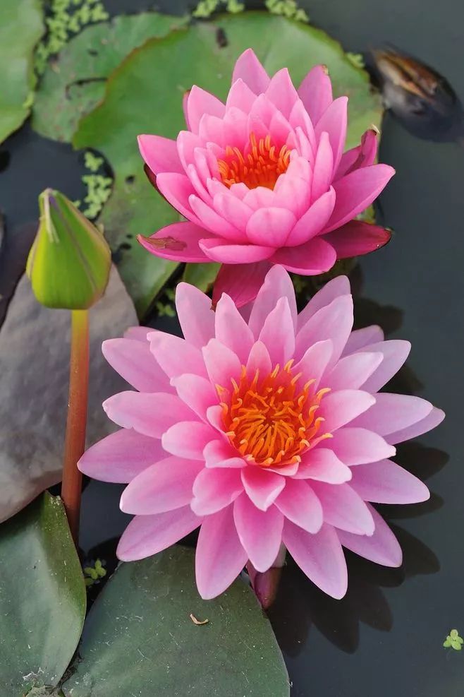 蓮花風景攝影：我愿為蓮守一池清水