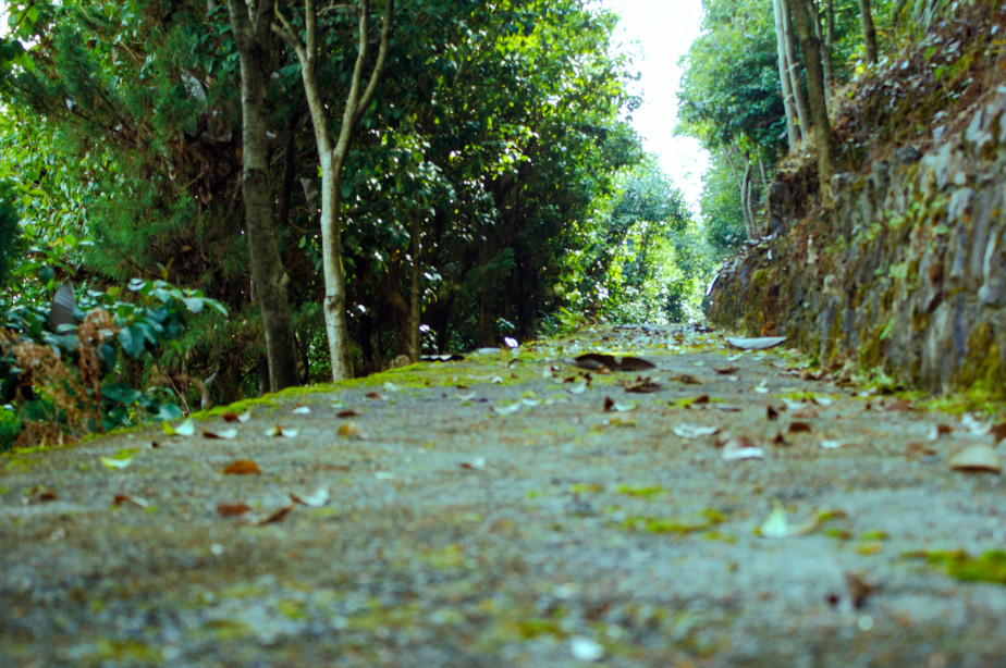 西顧·望城山居，闖入仙境等待一場花開的心動