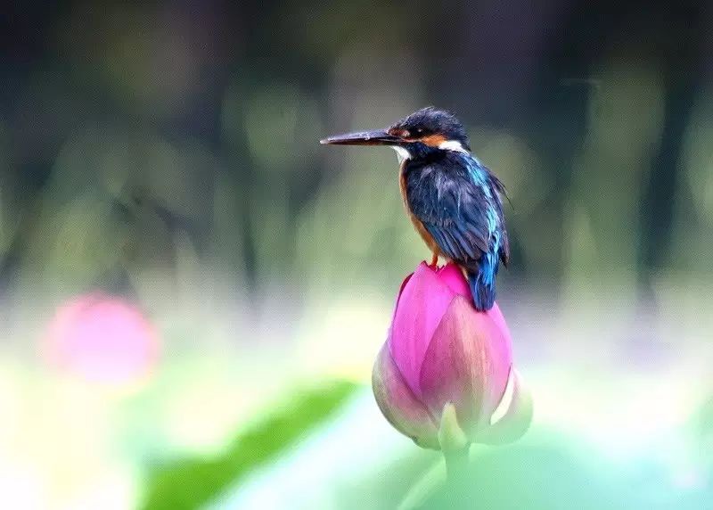 細微之美：一組荷花翠鳥美景圖