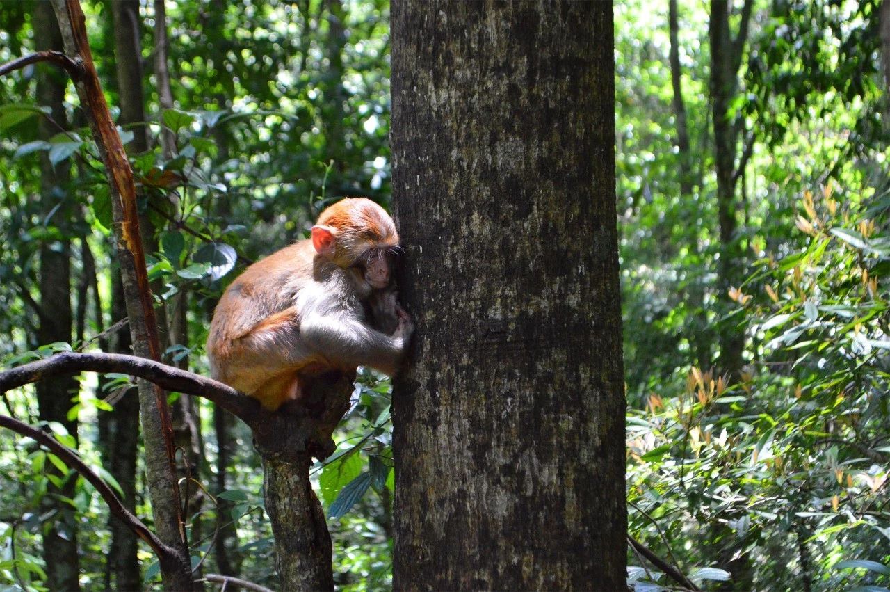 張家界·五號山谷，山谷在重生！