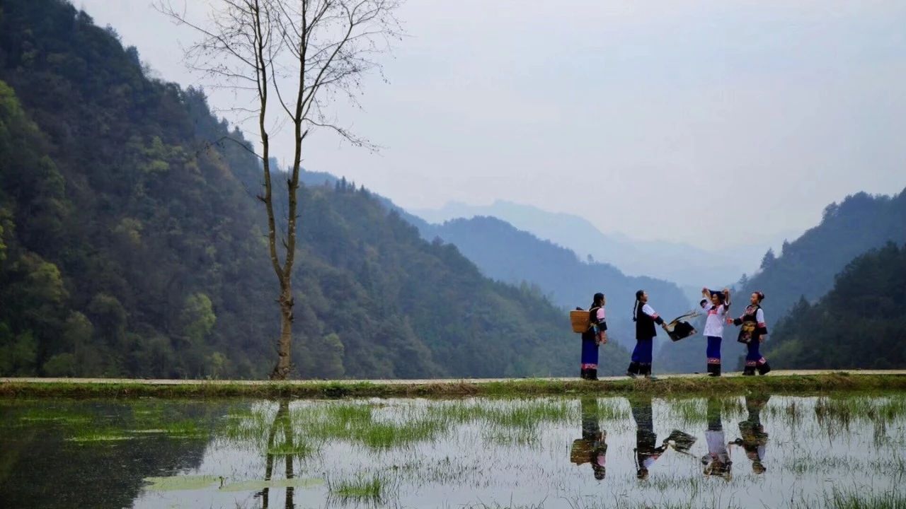 張家界·五號山谷，山谷在重生！