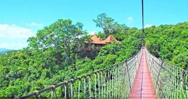 樹梢上的別墅建筑：6個(gè)比較火的“巢居”案例