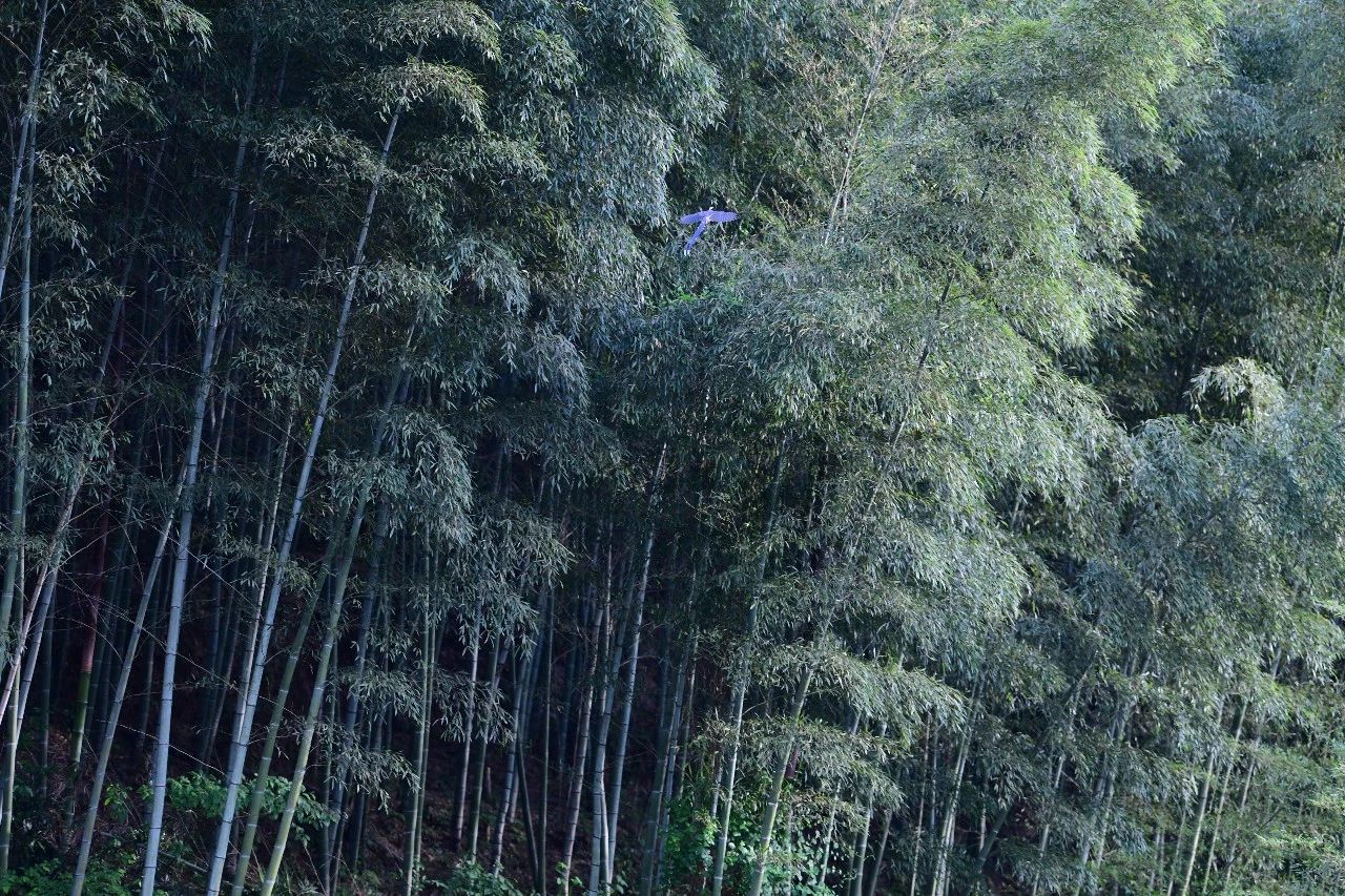 金華·村尚村宿，認(rèn)識(shí)自然尋回久違的童真