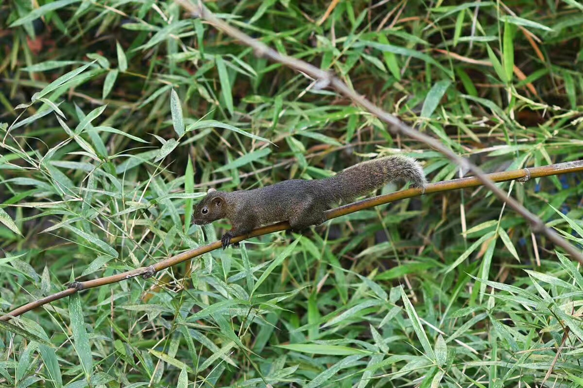 覺園1984，創(chuàng)造一個時空錯亂的夢境