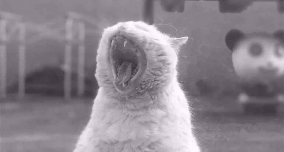 杭州·茶田秘境，有生之年盡情去折騰