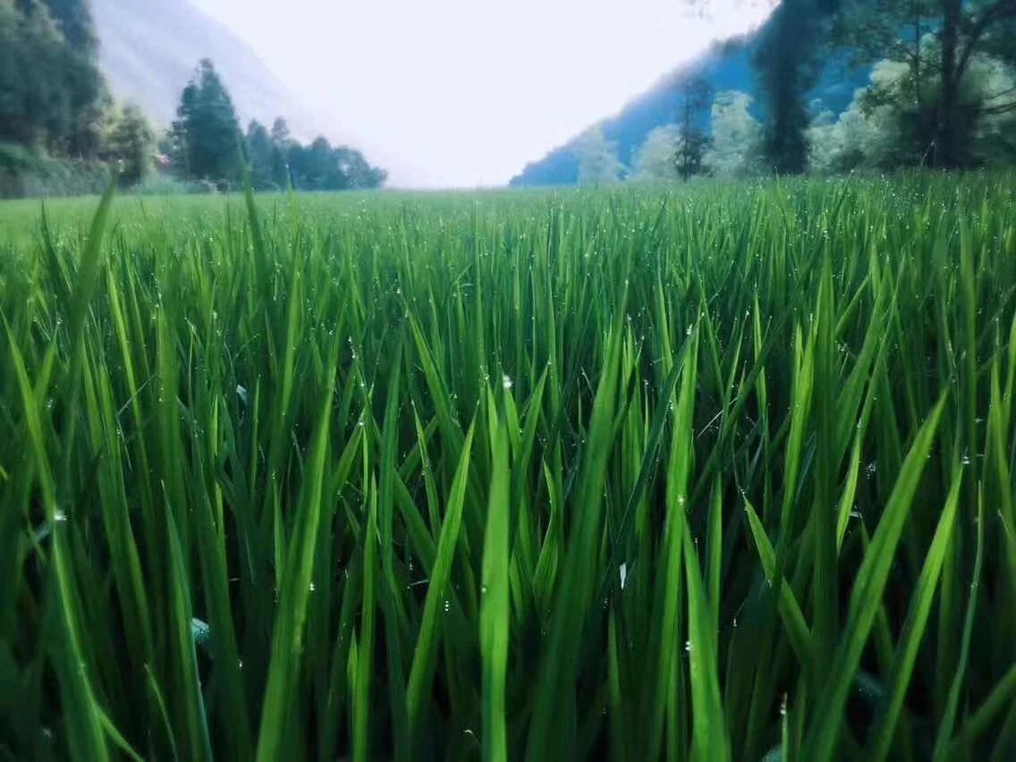 溫州·外水良藝境，一家溫州最美民宿之一