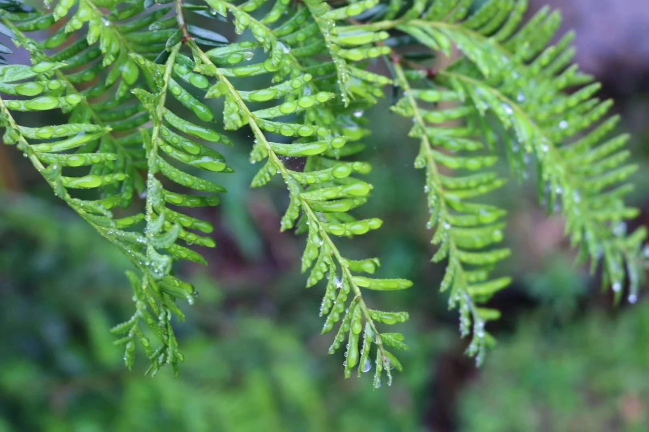 莫干山·柒竹悠南山，安靜的世外桃源