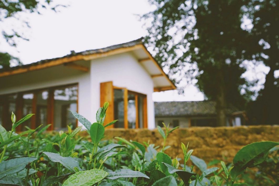 一所茶園里的民宿，過著鄉(xiāng)下悠閑愜意的日子