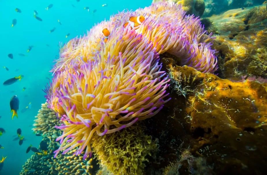 奇屋一夜民宿設(shè)計(jì)集合，把民宿開在了長城上