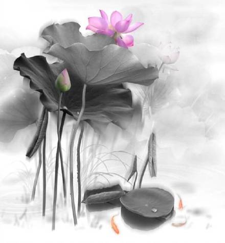 超美水墨荷花風(fēng)景攝影，美的不可思議