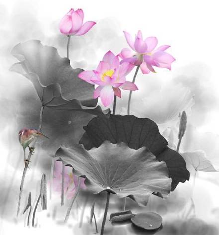 超美水墨荷花風(fēng)景攝影，美的不可思議