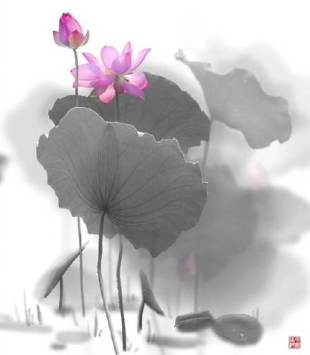 超美水墨荷花風(fēng)景攝影，美的不可思議
