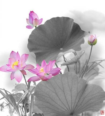 超美水墨荷花風(fēng)景攝影，美的不可思議
