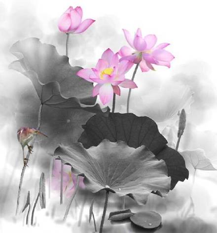超美水墨荷花風(fēng)景攝影，美的不可思議