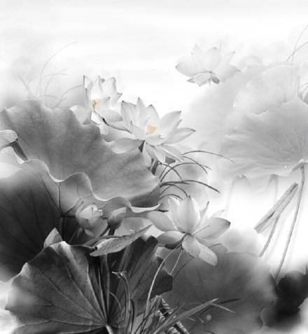 超美水墨荷花風(fēng)景攝影，美的不可思議