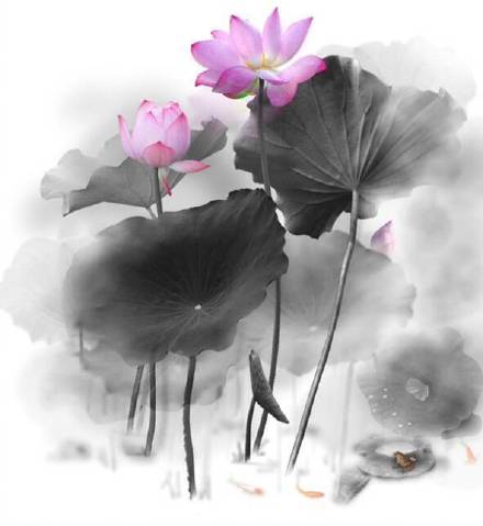 超美水墨荷花風(fēng)景攝影，美的不可思議