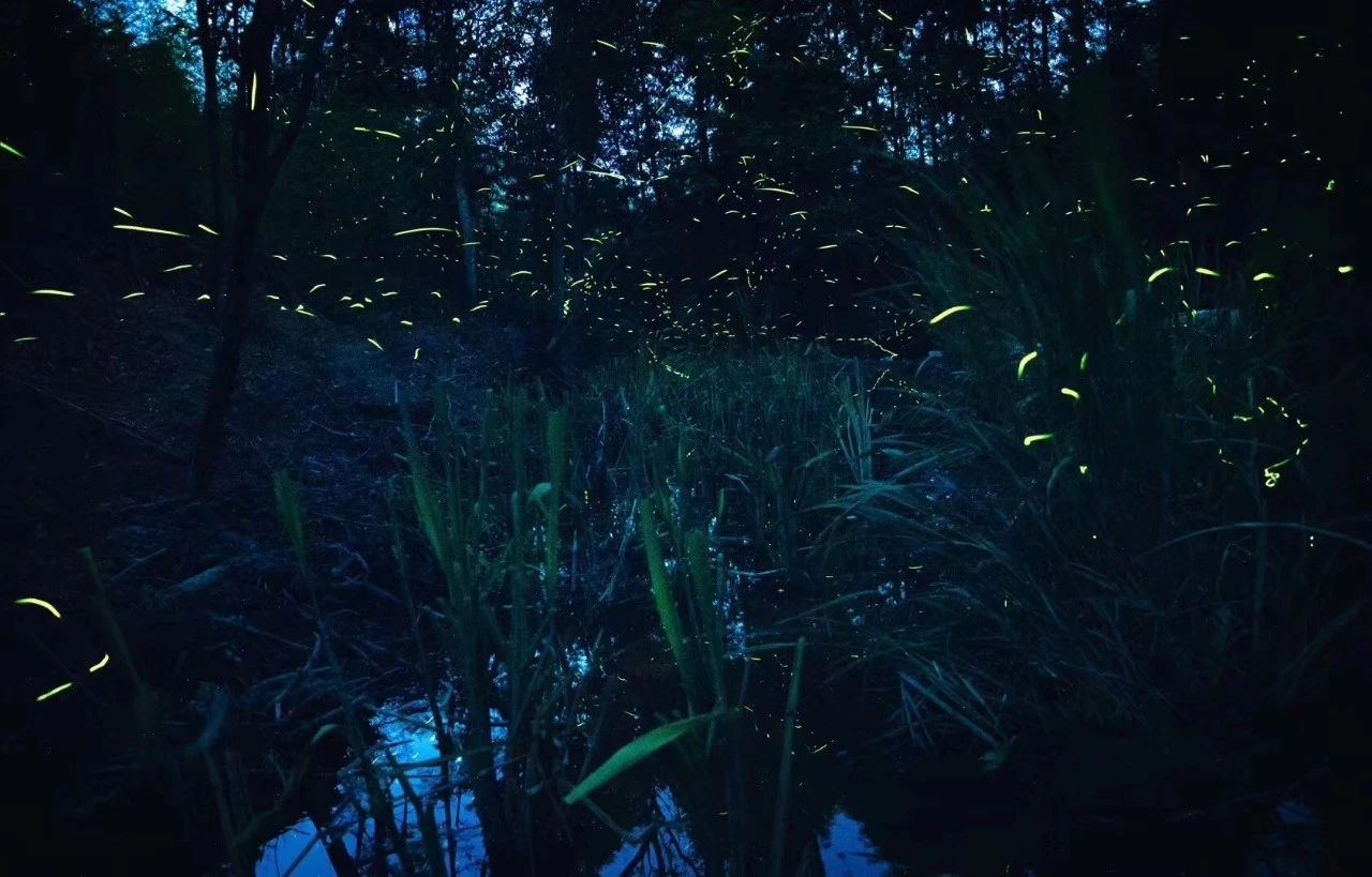 6家莫干山的新民宿，美出新境界