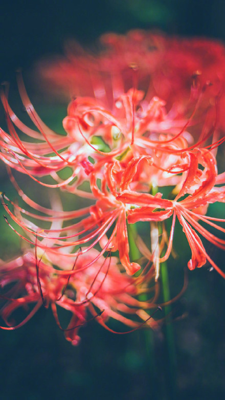 彼岸花高清美景圖片，超美手機(jī)壁紙圖集