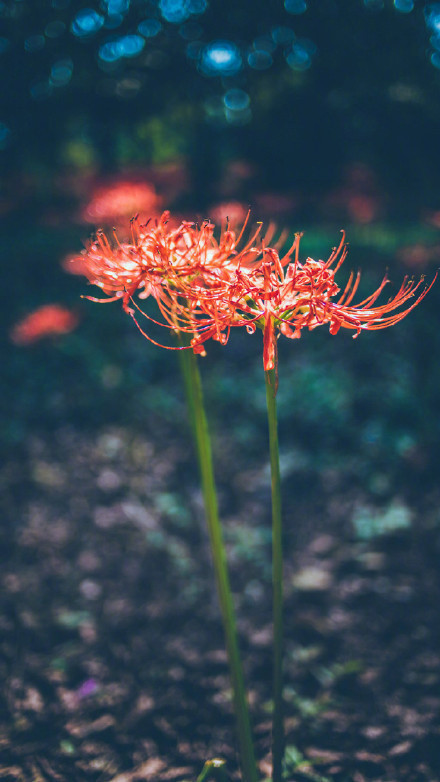 彼岸花高清美景圖片，超美手機(jī)壁紙圖集