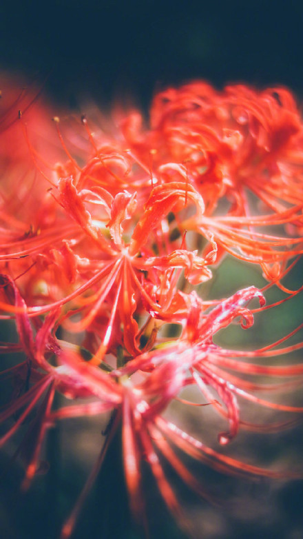 彼岸花高清美景圖片，超美手機(jī)壁紙圖集