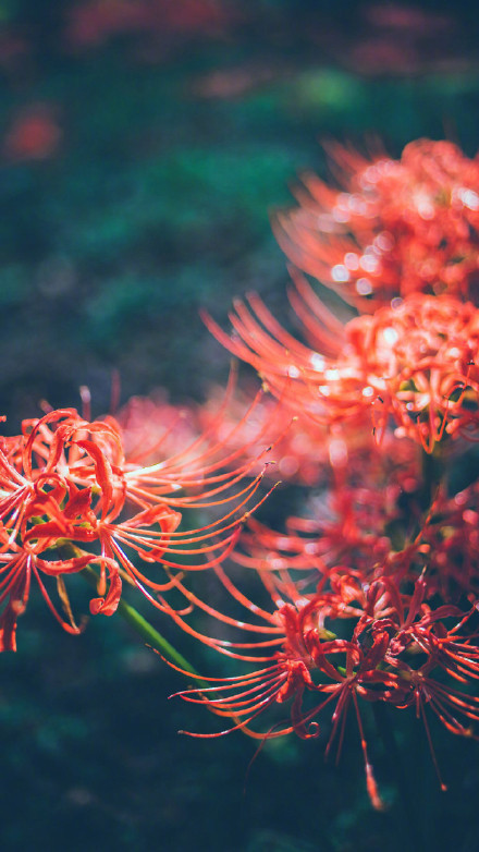 彼岸花高清美景圖片，超美手機(jī)壁紙圖集