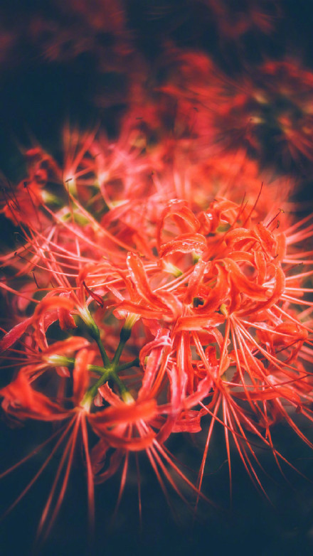 彼岸花高清美景圖片，超美手機(jī)壁紙圖集